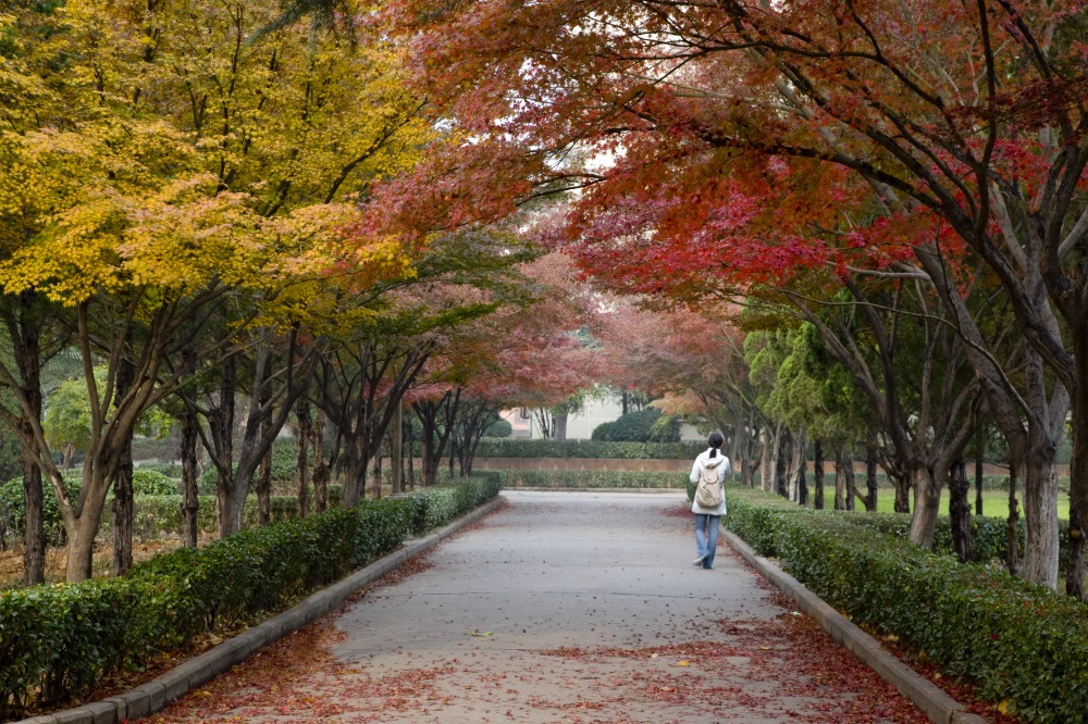 西苑校区枫叶路